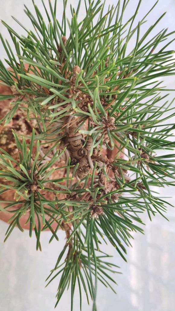 黑松盆景有芽逼和剪逼