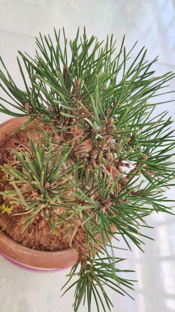 黑松盆景有芽逼和剪逼