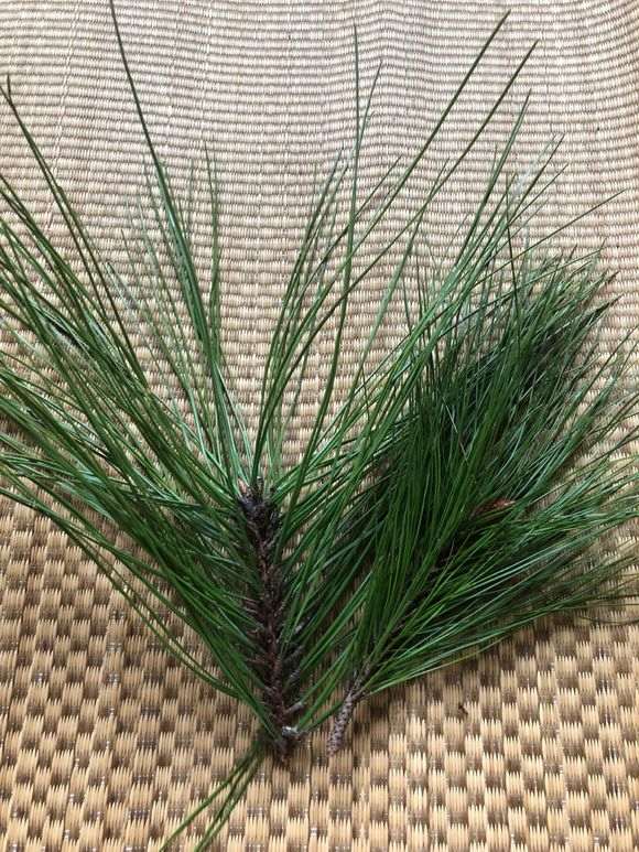 是不是我对黑松盆景有什么误解