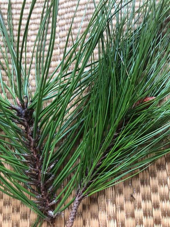 是不是我对黑松盆景有什么误解