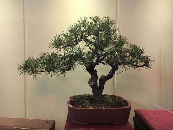 这棵黑松盆景价格2000买的 买贵了吗