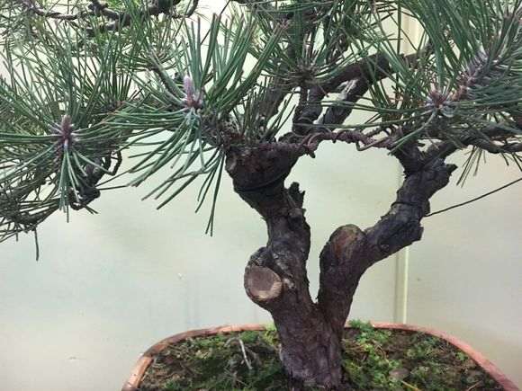 这棵黑松盆景价格2000买的 买贵了吗