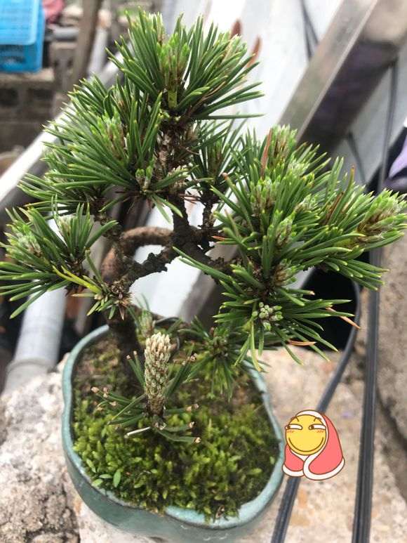 黑松盆景常用什么农药最好