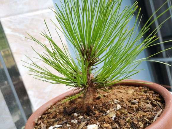 请问这是黑松下山桩吗？从山上挖的