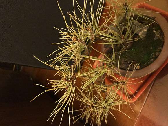 黑松盆景阳台晒了天后针叶发黄