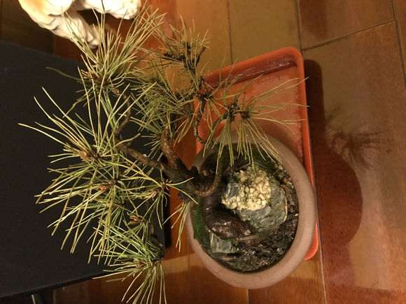 黑松盆景阳台晒了天后针叶发黄