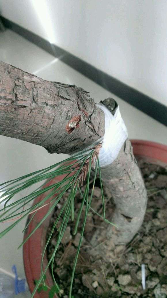 今天挖了一颗黑松下山桩