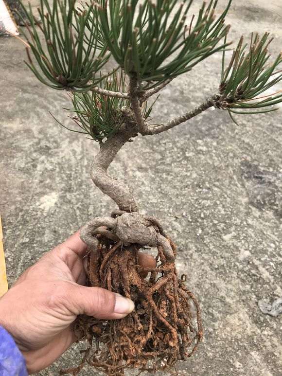 制作松裸根附石盆景 好活吗