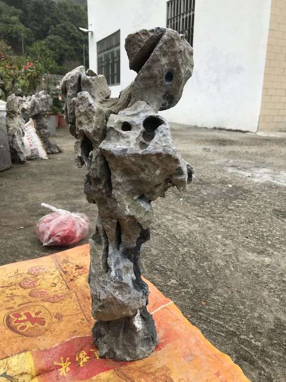 制作松裸根附石盆景 好活吗