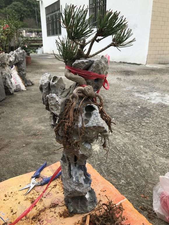 制作松裸根附石盆景 好活吗