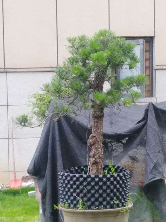 这颗黑松盆景是不是有点太直 