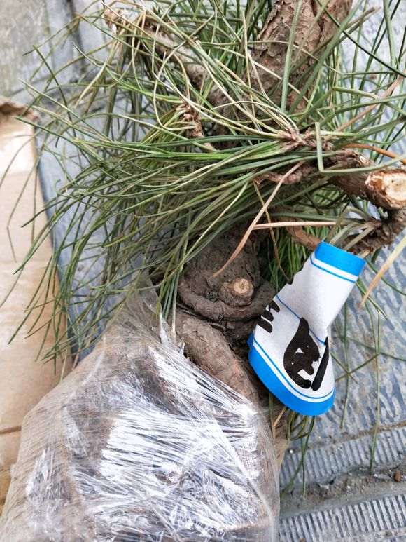 快手拍的一棵黑松下山桩 能不能成活