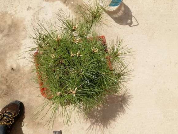 室内可以养活黑松盆景吗