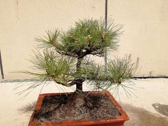 室内可以养活黑松盆景吗