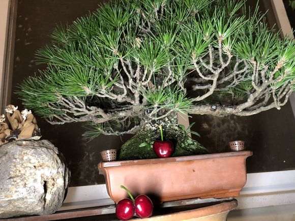 三河黑松盆景的枝条干枯死掉