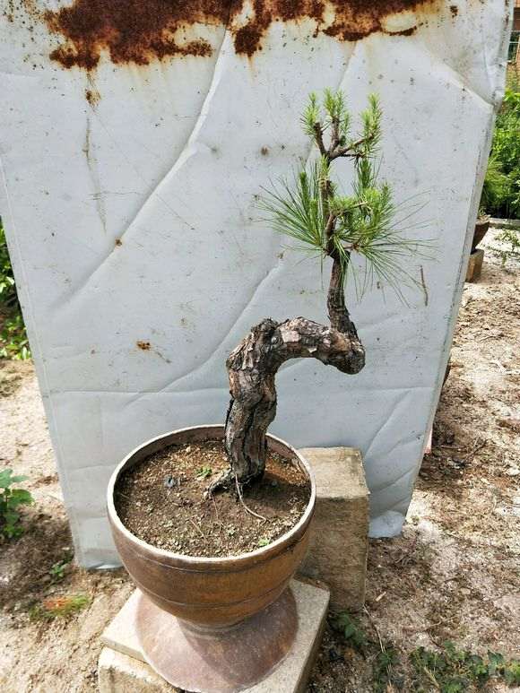 三河黑松盆景的枝条干枯死掉