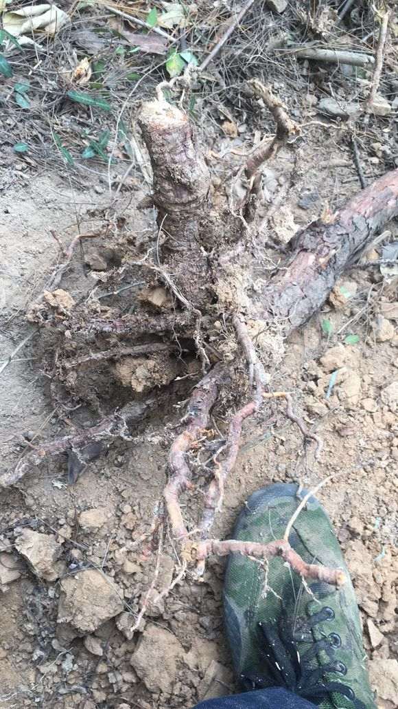 一颗黑松下山桩没法带土球能成活吗