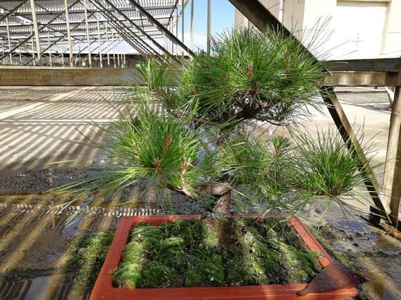 一颗黑松下山桩没法带土球能成活吗