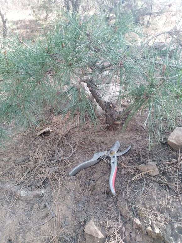 黑松盆景怎么扦插繁殖的方法