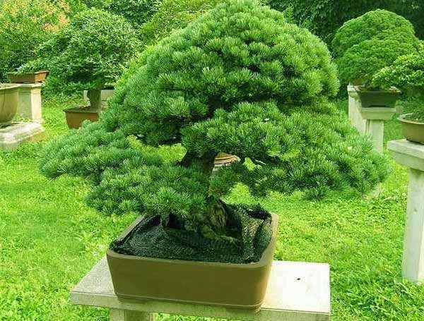 为什么松树盆景属于很难扦插树种