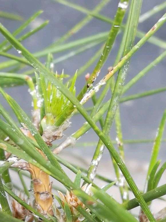 黑松盆景生了什么病