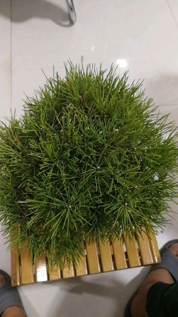 为什么三河黑松盆景针叶不是那么墨绿