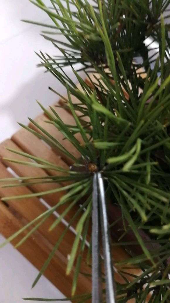 为什么三河黑松盆景针叶不是那么墨绿