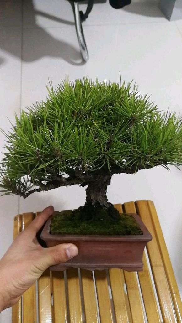 为什么三河黑松盆景针叶不是那么墨绿