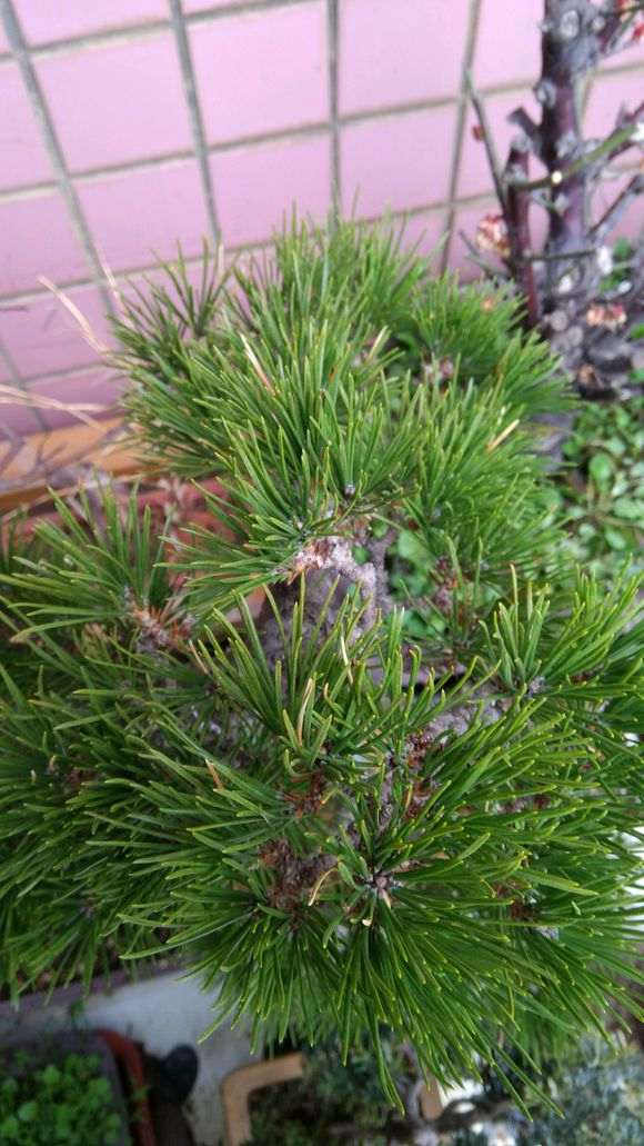 黑松和赤松盆景怎么了