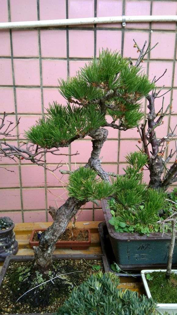 黑松和赤松盆景怎么了