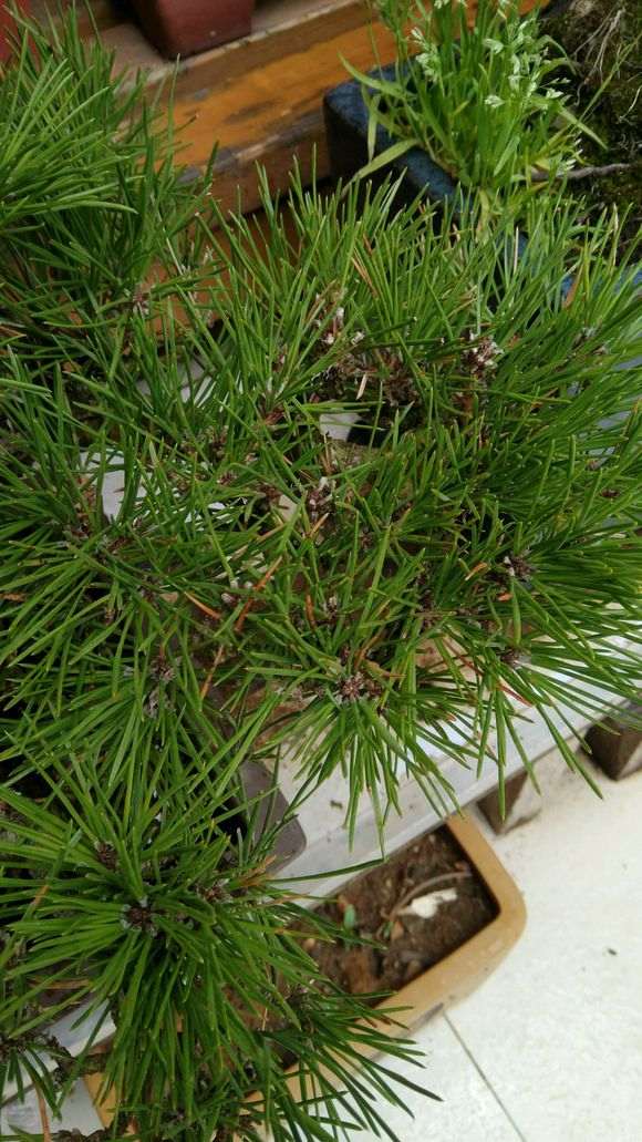 黑松和赤松盆景怎么了