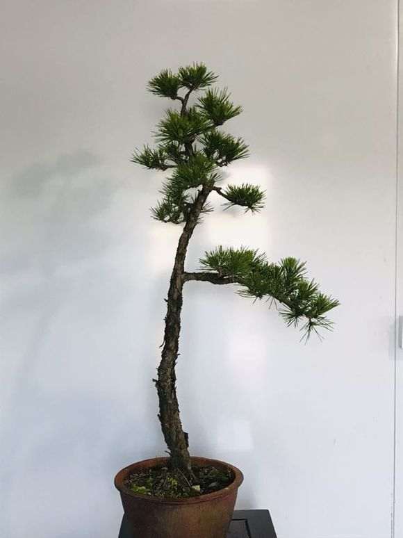 高杆文人黑松盆景怎么制作飘枝 图片