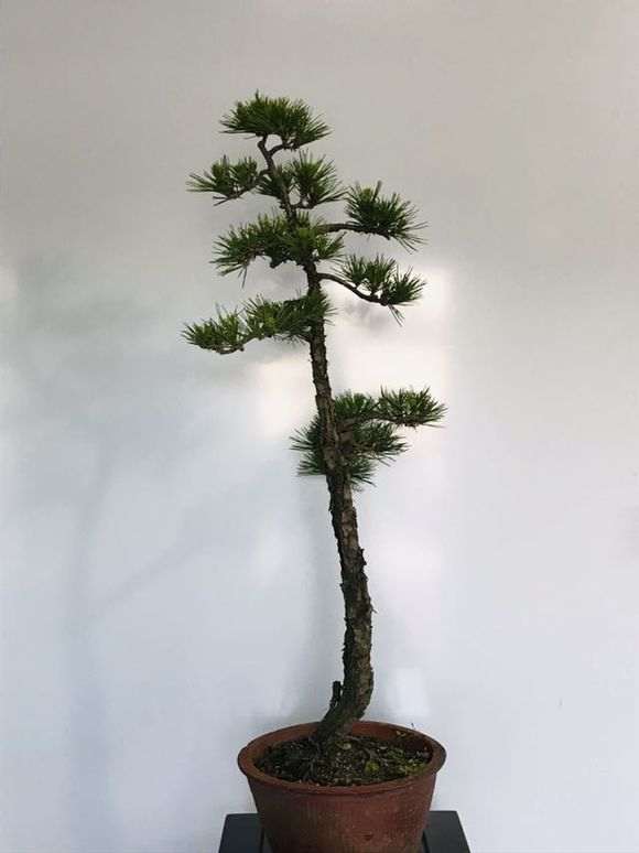 高杆文人黑松盆景怎么制作飘枝 图片