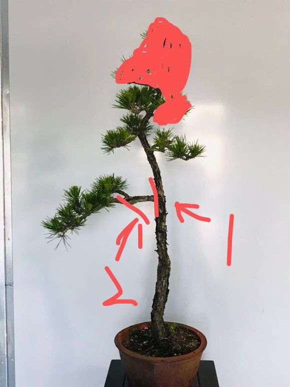 高杆文人黑松盆景怎么制作飘枝 图片