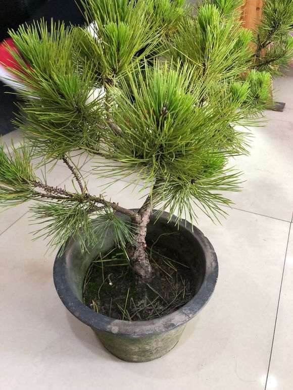 两颗黑松盆景怎么整理造型好看