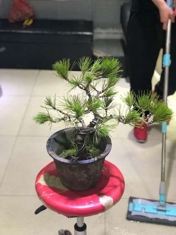 两颗黑松盆景怎么整理造型好看