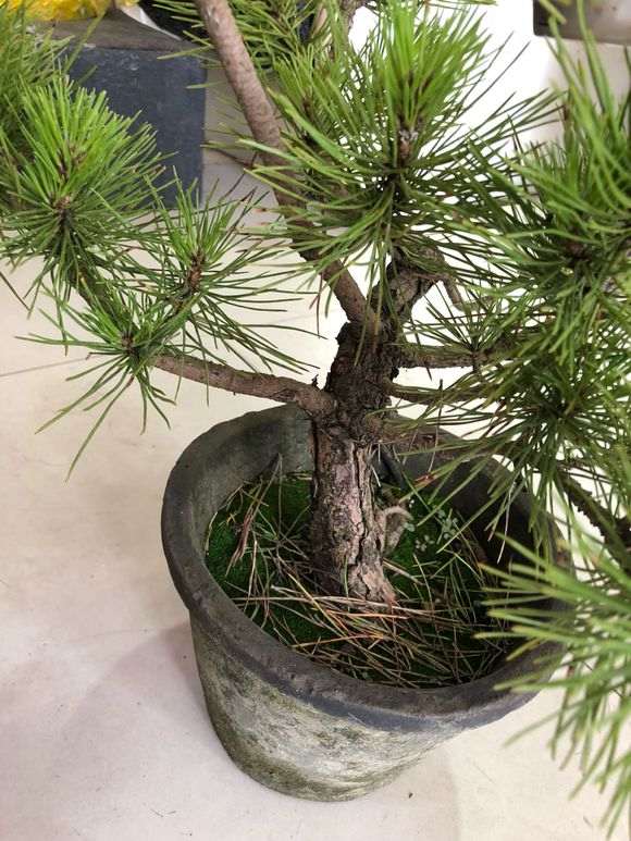 两颗黑松盆景怎么整理造型好看