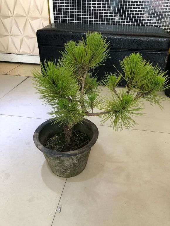 两颗黑松盆景怎么整理造型好看