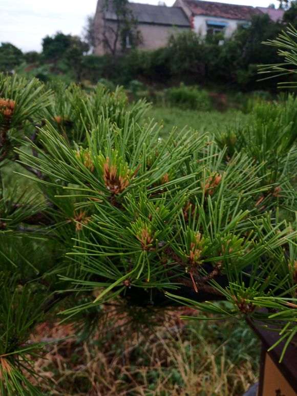 几盆黑松盆景出现症状怎么办