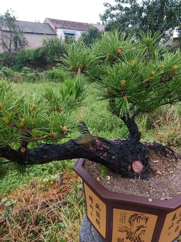 几盆黑松盆景出现症状怎么办