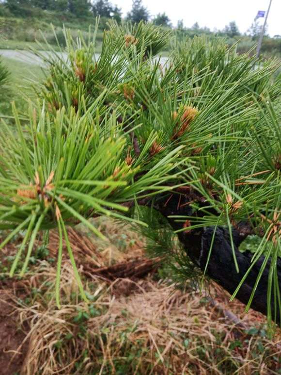 几盆黑松盆景出现症状怎么办