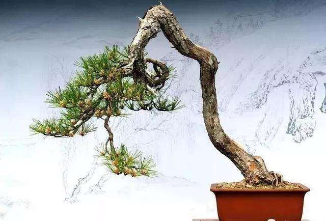 对盆景老桩多枝干上喷水雾