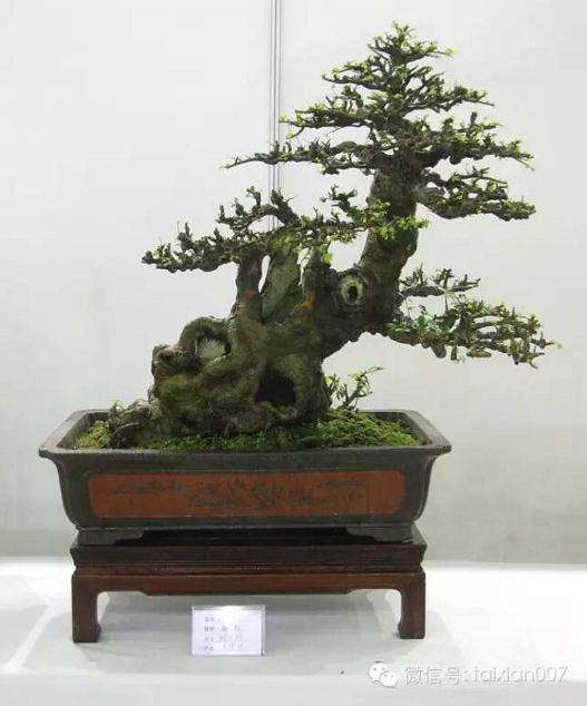 室外养盆景老桩怎么做好通风