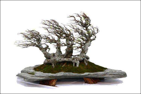 盆景植株太老没长新根