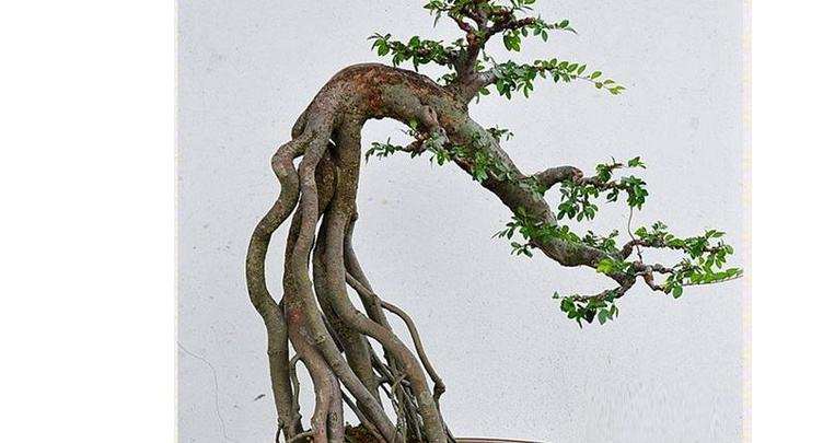 盆景老桩养护方法不当没长新根