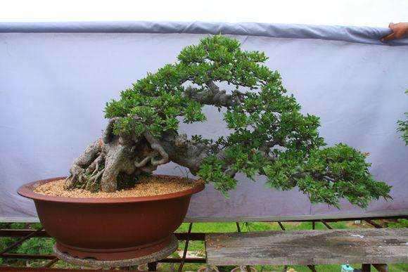 盆景老桩上盆为什么不发新芽