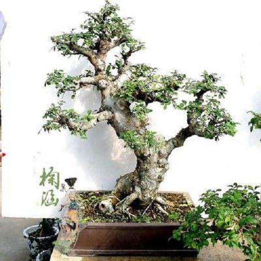 中国盆景艺术落后了吗