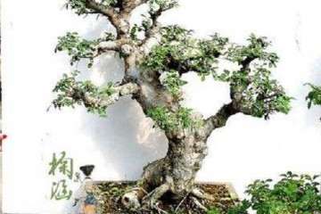 对世界而言 中国盆景艺术落后了吗