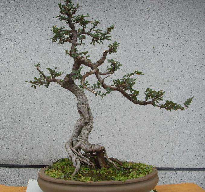 中国盆景艺术怎么国际盆景接轨吗