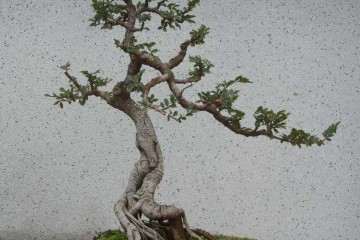 中国盆景艺术怎么国际盆景接轨吗